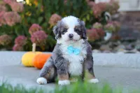 Coven, a male Miniature Bernedoodle for sale in Fresno, OH – 2 of 8