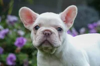 Fiona Rose🎀, a female French Bulldog for sale in Fresno, OH – 2 of 9