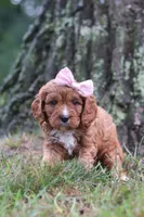 Willow, a female Cavapoo for sale in Fresno, OH – 3 of 7