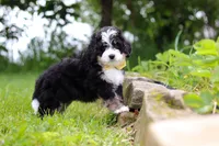 Weasley, a male Miniature Bernedoodle for sale in Fresno, OH – 5 of 8