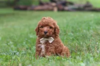 Jordan, a male Cavapoo for sale in Fresno, OH – 6 of 8