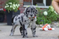 Simon, a male Newfypoo for sale in Fresno, OH – 3 of 8