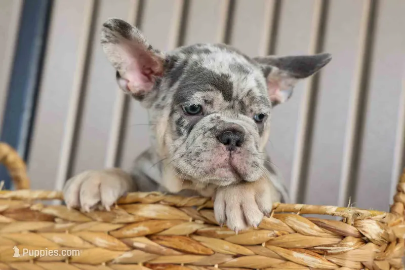 Memphis – French Bulldog puppy for sale in Fresno, OH