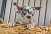Memphis, a male French Bulldog for sale in Fresno, OH – 4 of 10