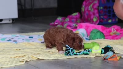Dolly, a female Cavapoo for sale in Fresno, OH – 10 of 10