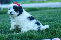 Gizmo 🐶, a male Cavapoo for sale in Fresno, OH – 4 of 10