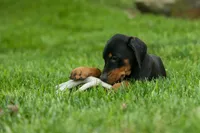 Delta (Black Rust) 🖤🐾, a female Doberman Pinscher for sale in Fresno, OH – 7 of 10