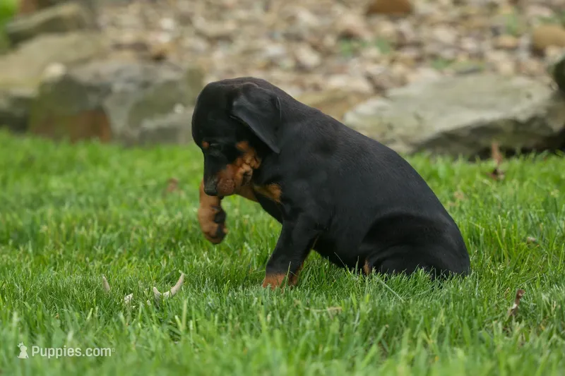Delta (Black Rust) 🖤🐾 – Doberman Pinscher puppy for sale in Fresno, OH