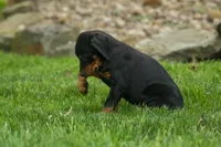 Delta (Black Rust) 🖤🐾, a female Doberman Pinscher for sale in Fresno, OH – 1 of 10