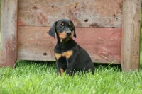 Delta (Black Rust) 🖤🐾, a female Doberman Pinscher for sale in Fresno, OH – 10 of 10