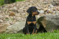 Delta (Black Rust) 🖤🐾, a female Doberman Pinscher for sale in Fresno, OH – 9 of 10