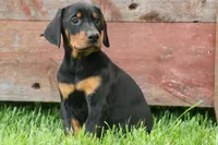 Delta (Black Rust) 🖤🐾, a female Doberman Pinscher for sale in Fresno, OH – 3 of 10