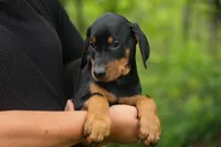 Delta (Black Rust) 🖤🐾, a female Doberman Pinscher for sale in Fresno, OH – 8 of 10