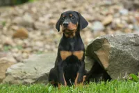 Delta (Black Rust) 🖤🐾, a female Doberman Pinscher for sale in Fresno, OH – 2 of 10