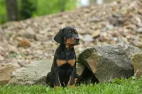 Delta (Black Rust) 🖤🐾, a female Doberman Pinscher for sale in Fresno, OH – 6 of 10