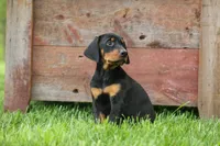 Delta (Black Rust) 🖤🐾, a female Doberman Pinscher for sale in Fresno, OH – 4 of 10