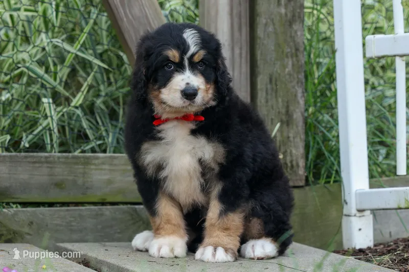 Dylan 🐾 – Bernedoodle puppy for sale in Fresno, OH
