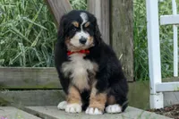 Dylan 🐾, a male Bernedoodle for sale in Fresno, OH – 1 of 10