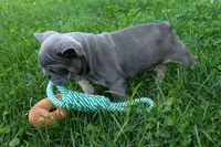 🐾 Mickey, a male French Bulldog for sale in Fresno, OH – 4 of 8