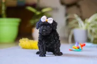 Sienna, a female Poodle - Miniature  for sale in Fresno, OH – 2 of 6