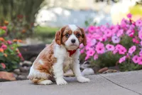 Luca, a male Cavalier King Charles Spaniel for sale in Fresno, OH – 3 of 6