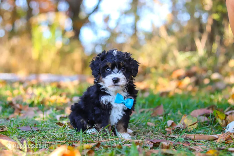 Bones – Miniature Bernedoodle puppy for sale in Fresno, OH