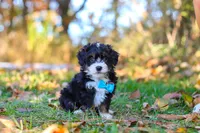Bones, a male Miniature Bernedoodle for sale in Fresno, OH – 1 of 7