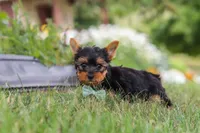 Benji, a male Yorkshire Terrier for sale in Fresno, OH – 4 of 9