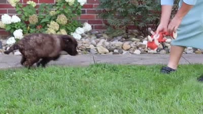 Cherri, a female Newfypoo for sale in Fresno, OH – 7 of 7