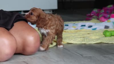 Wynn, a male Cavapoo for sale in Fresno, OH – 10 of 10