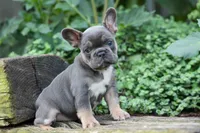 Francie💕, a female French Bulldog for sale in Fresno, OH – 3 of 9