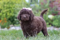 Chloe, a female Newfypoo for sale in Fresno, OH – 3 of 8