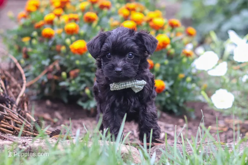 Randall – Yorkipoo puppy for sale in Fresno, OH