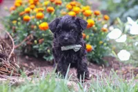 Randall, a male Yorkipoo for sale in Fresno, OH – 1 of 6