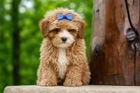 Enzo 🐶, a male Havapoo for sale in Fresno, OH – 9 of 10