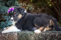  Larson 🐶, a female Miniature Aussiedoodle for sale in Fresno, OH – 4 of 9