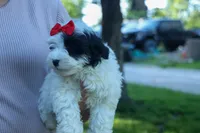 Gizmo 🐶, a male Cavapoo for sale in Fresno, OH – 9 of 10