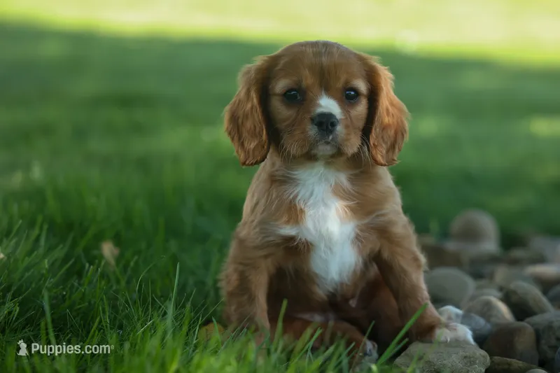 Fletcher 🐶💙 – Cavalier King Charles Spaniel puppy for sale in Fresno, OH