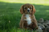 Fletcher 🐶💙, a male Cavalier King Charles Spaniel for sale in Fresno, OH – 1 of 8