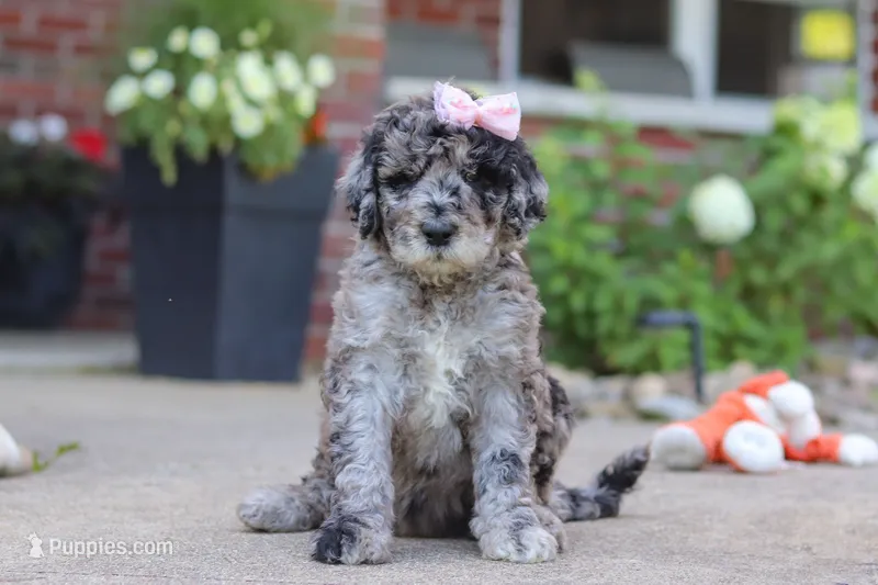 Raina – Newfypoo puppy for sale in Fresno, OH