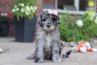 Raina, a female Newfypoo for sale in Fresno, OH – 1 of 8
