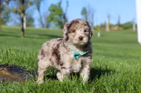 Cliff, a male Newfypoo for sale in Fresno, OH – 7 of 8