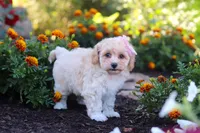 Nicole, a female Havapoo for sale in Fresno, OH – 5 of 7