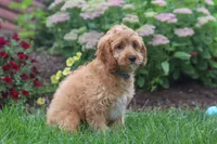 Clyde, a male Cavapoo for sale in Fresno, OH – 4 of 6