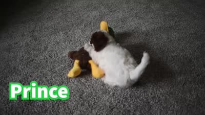 Prince, a male Doxiepoo for sale in Fresno, OH – 9 of 9