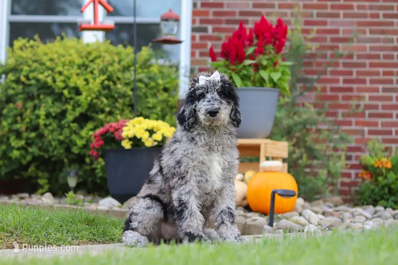 Raina – Newfypoo puppy for sale in Fresno, OH