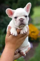 Fiona Rose🎀, a female French Bulldog for sale in Fresno, OH – 8 of 9