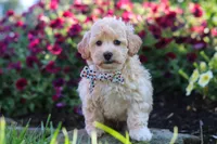 Brodie, a male Havapoo for sale in Fresno, OH – 2 of 5