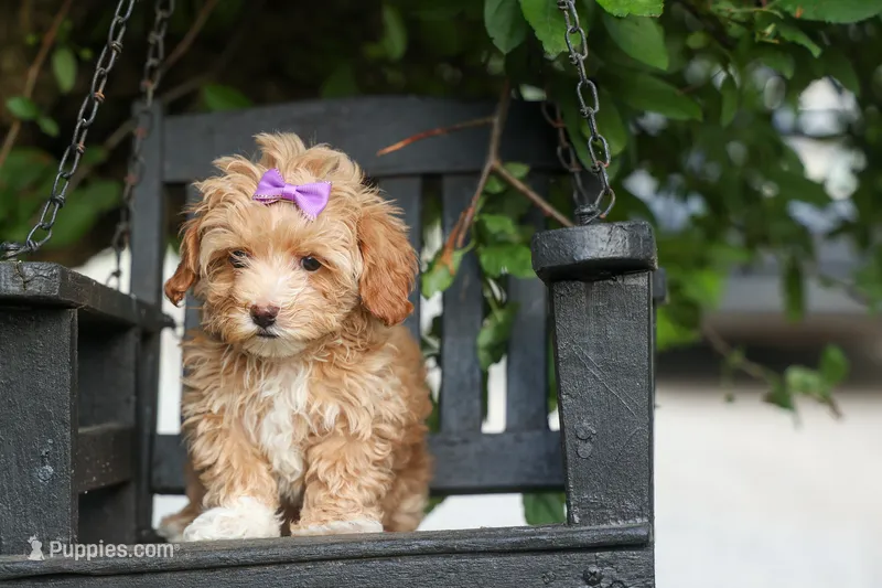 Ellie Mae 💛🐾 – Havapoo puppy for sale in Fresno, OH
