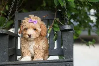 Ellie Mae 💛🐾, a female Havapoo for sale in Fresno, OH – 1 of 10